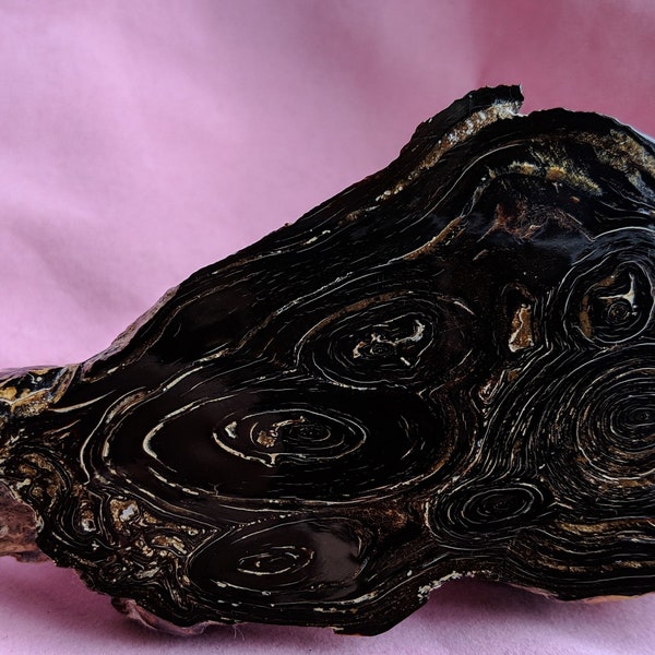 Rare, Very Large, Raw, Vintage Genuine Hawaiian Black Coral Antipatharia Base