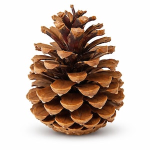 May include: A natural pine cone featuring a conical shape with overlapping woody scales in varying shades of brown. The texture is rough and layered, tapering to a pointed tip at the top and widening towards the rounded base, isolated on white.