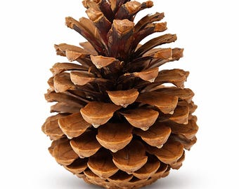 Large Ponderosa Pine Cones (12 Pack) | 3.5–4.5 Inch Natural Pine Cones for Crafts, Rustic Wedding Decor, Centerpieces & DIY Projects