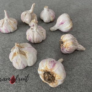 White garlic. Ceramics. Natural size. A figurine of white ripe garlic.