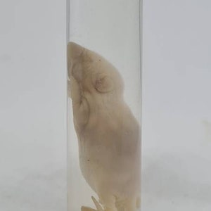 Young White mice wet specimen