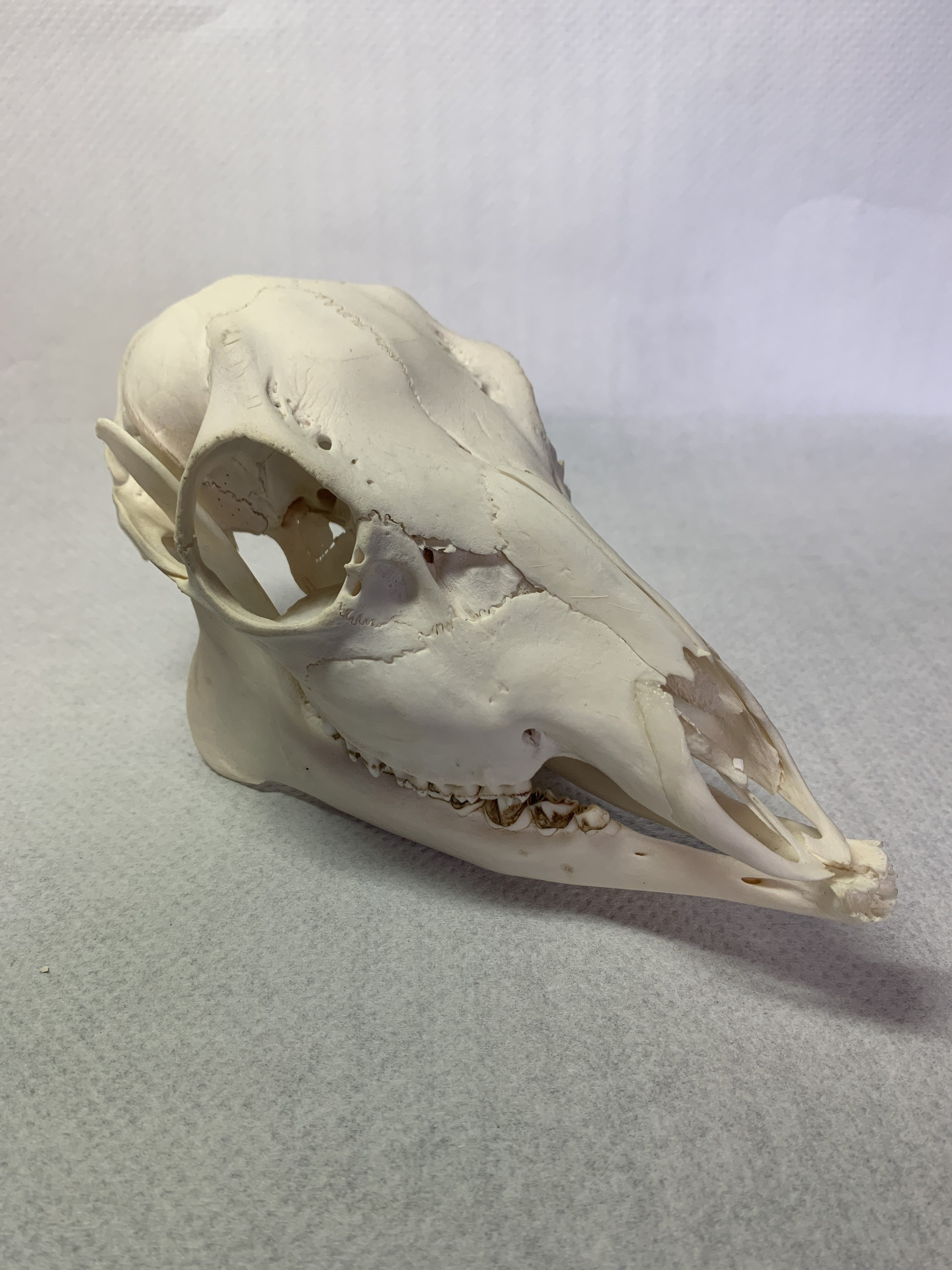 Roe deer doe skull and jaw real skull | Etsy