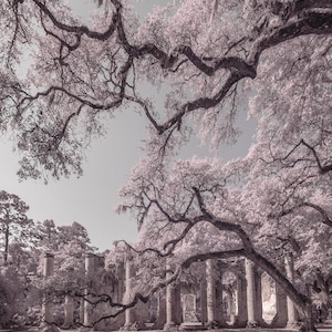 Old Sheldon Church in Charleston South Carolina Architectural Fine Art Print Various Sizes