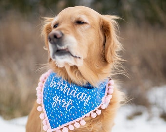 May include: A golden retriever wearing a blue bandana with the words "birthday girl" in white script. The bandana has a pink trim with small pom-poms. The dog is outdoors in a snowy environment.