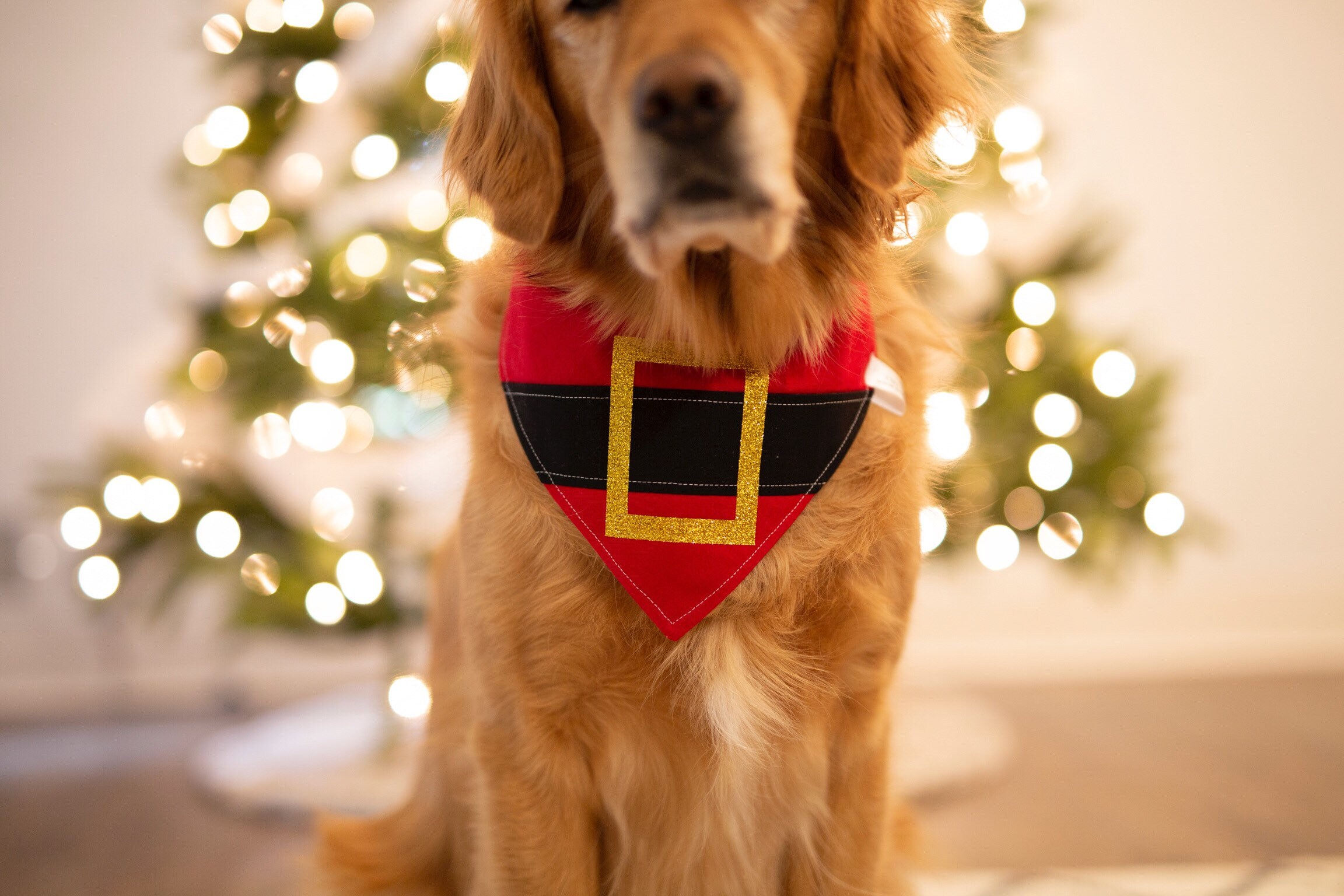 Christmas, Holiday, Dog Bandana, Santa Clause, Red and White, Pom
