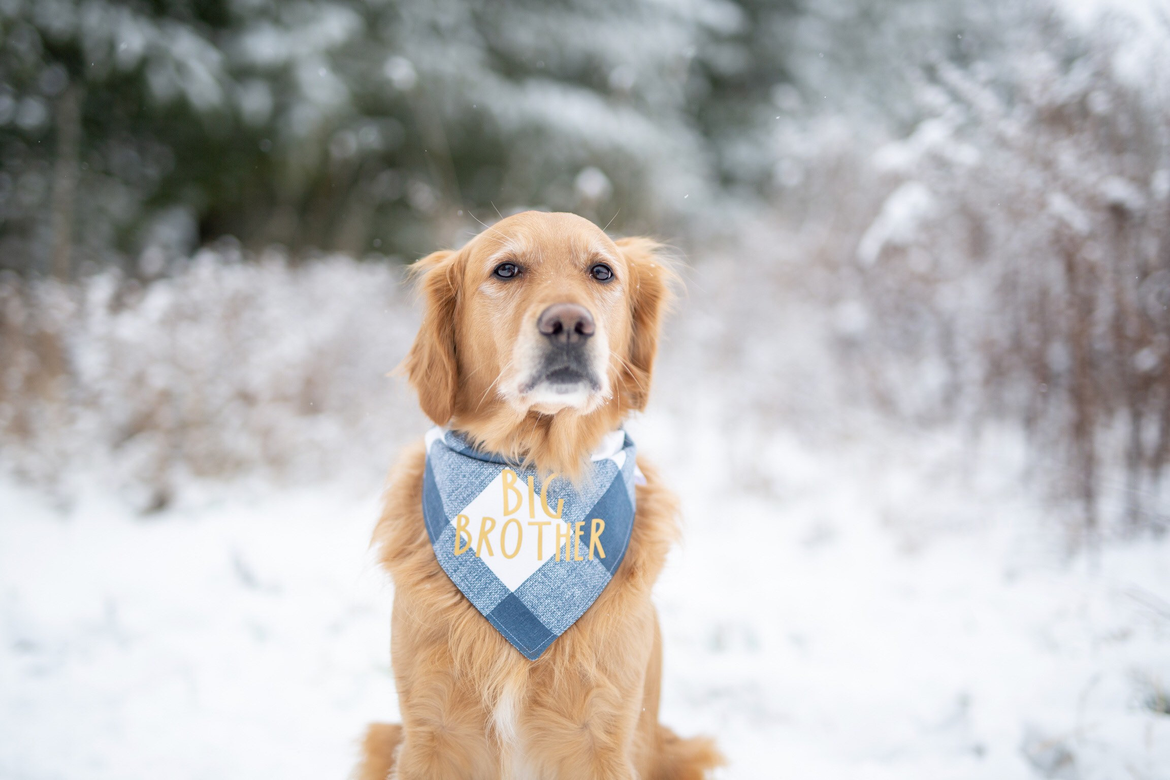 Big Brother Dog Bandana, Pregnancy Announcement, Announcement Big