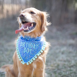 Anniversaire de garçon, bandana pour chien d'anniversaire, anniversaire de chien pour garçon, bandana d'anniversaire pour garçon sur le col, bandana pour chien bleu, pompon, anniversaire de chiot, bday