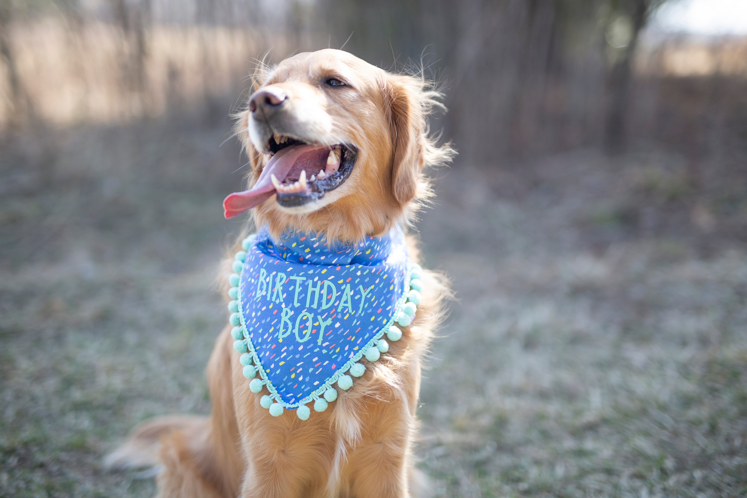 First Birthday Dog Outfit - Etsy First Birthday Dog Outfit - Etsy