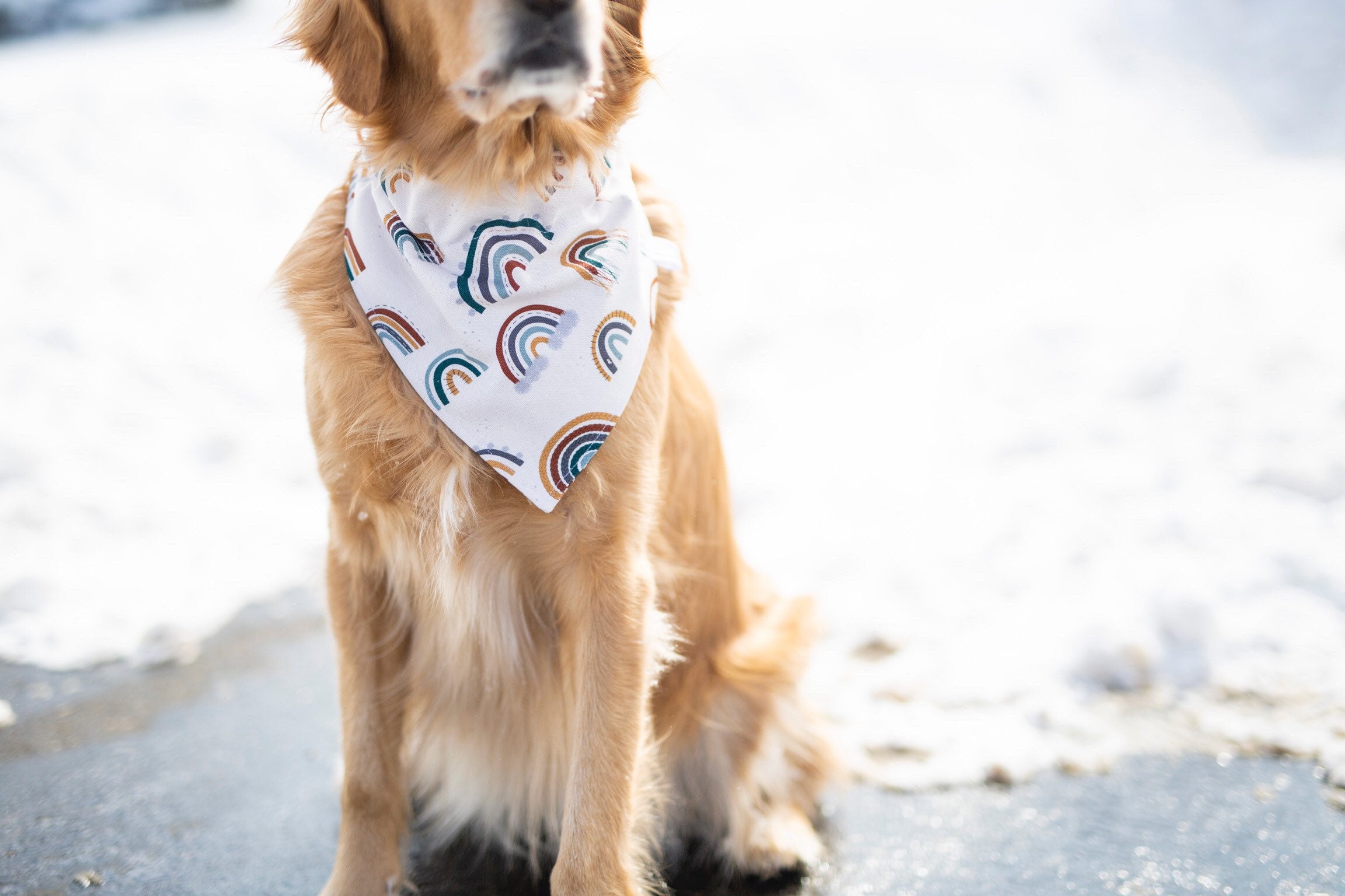 Rainbow Over The Collar Dog Bandana, Knox & Co