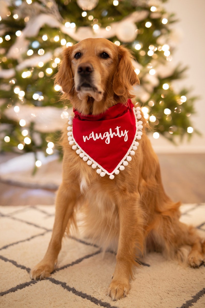 Naughty christmas, holiday, dog bandana, red, christmas, over the collar, pom pom dog bandana, naughty dog, white and red, script, fringe image 3