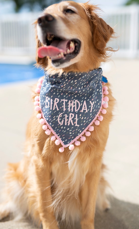 dog birthday collar bandana