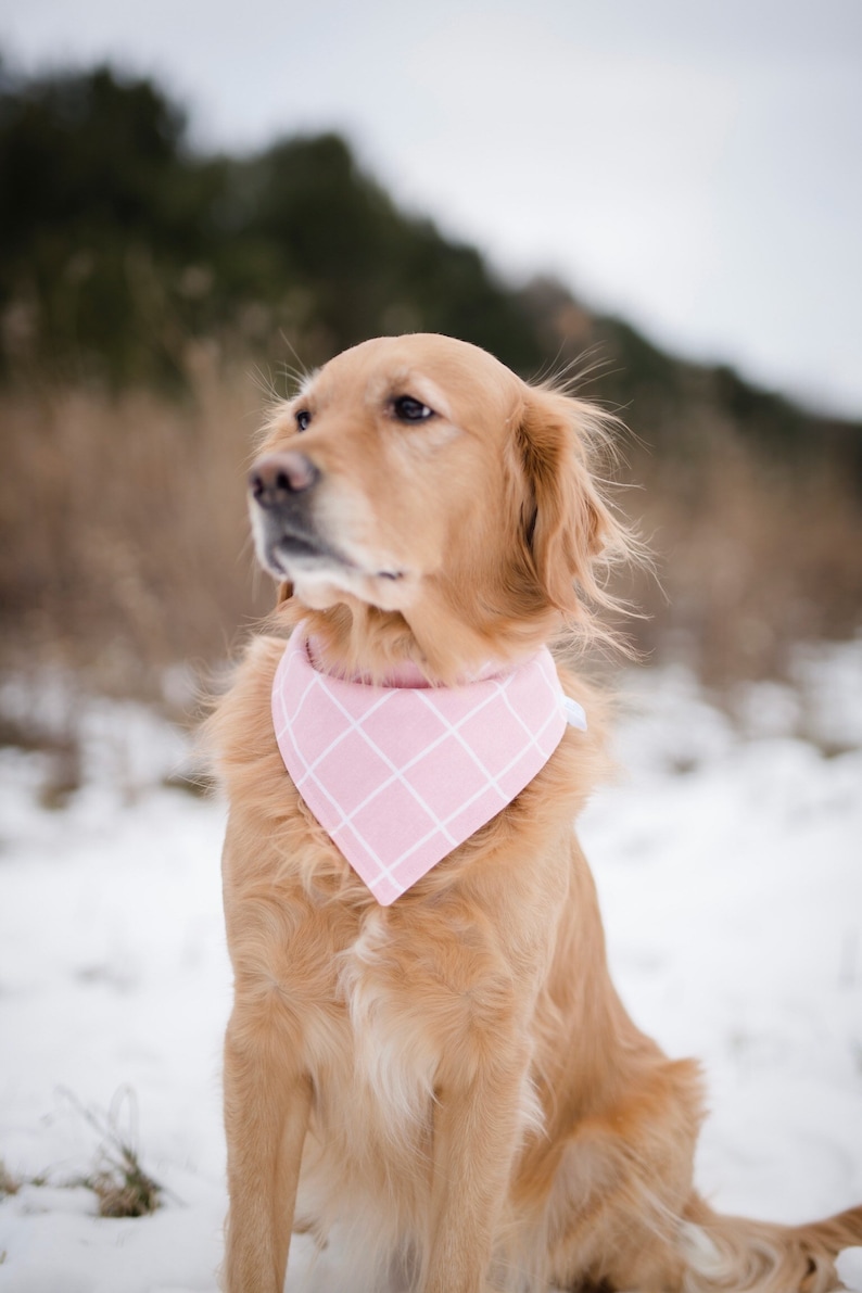 over the collar dog bandana personalized bandana over the collar bandana Valentines dog bandana Valentines bandana