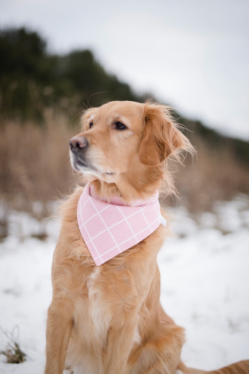 over the collar dog bandana personalized bandana over the collar bandana Valentines dog bandana Valentines bandana