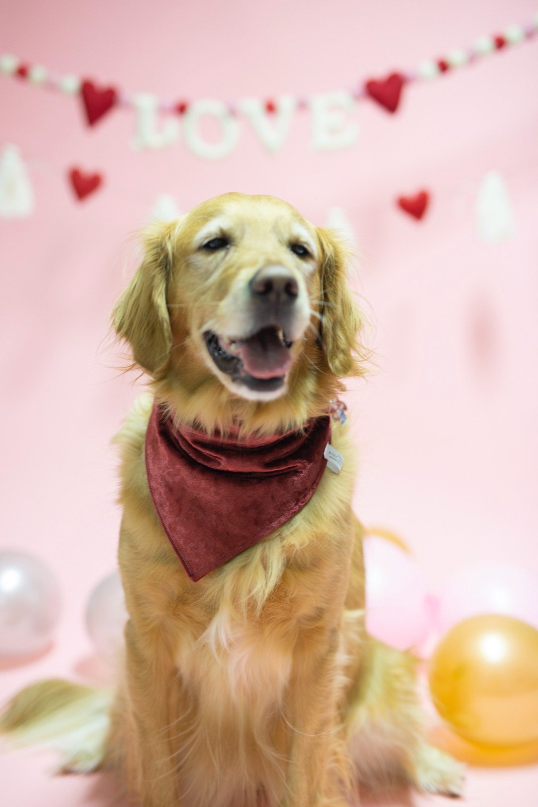 Velvet Dog Bandana, Gold Dog Bandana, Burgundy Bandana, Luxury Dog