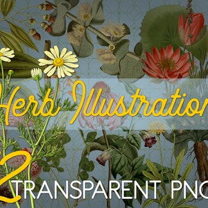 12 Vintage Herb Illustrations ~ Transparent PNGs