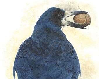 Crow and Seed