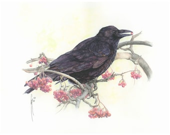 Crow and Rowan Berry Watercolor Print, Winter Harvest Art