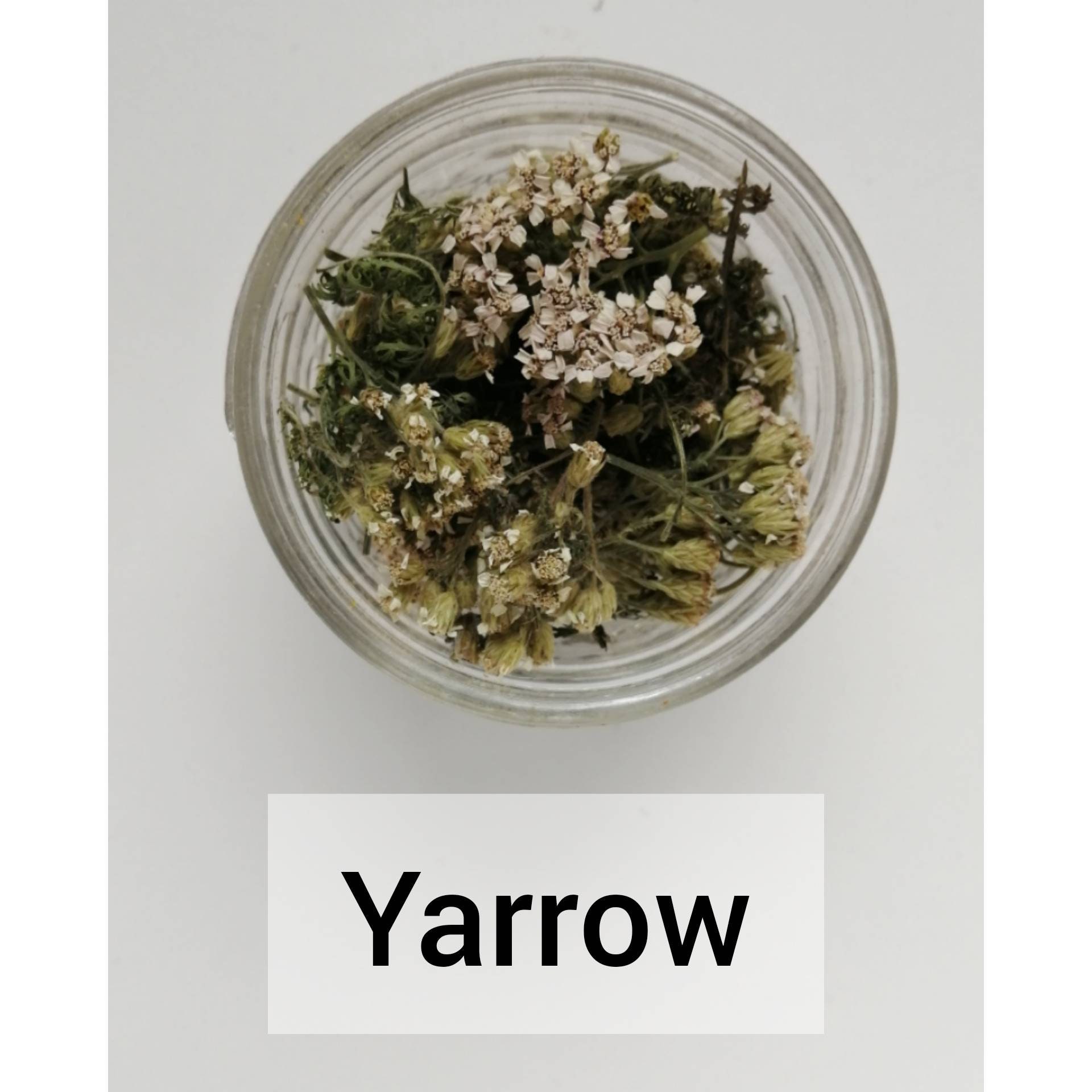 Herbal Tea Yarrow Dry Yarrow Herb for Herbal Tea Yarrow for Etsy