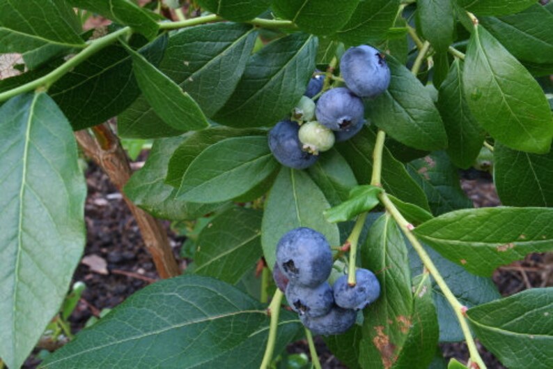 Blueberry Leaves Vaccinium corymbosum Dried Blueberry Etsy