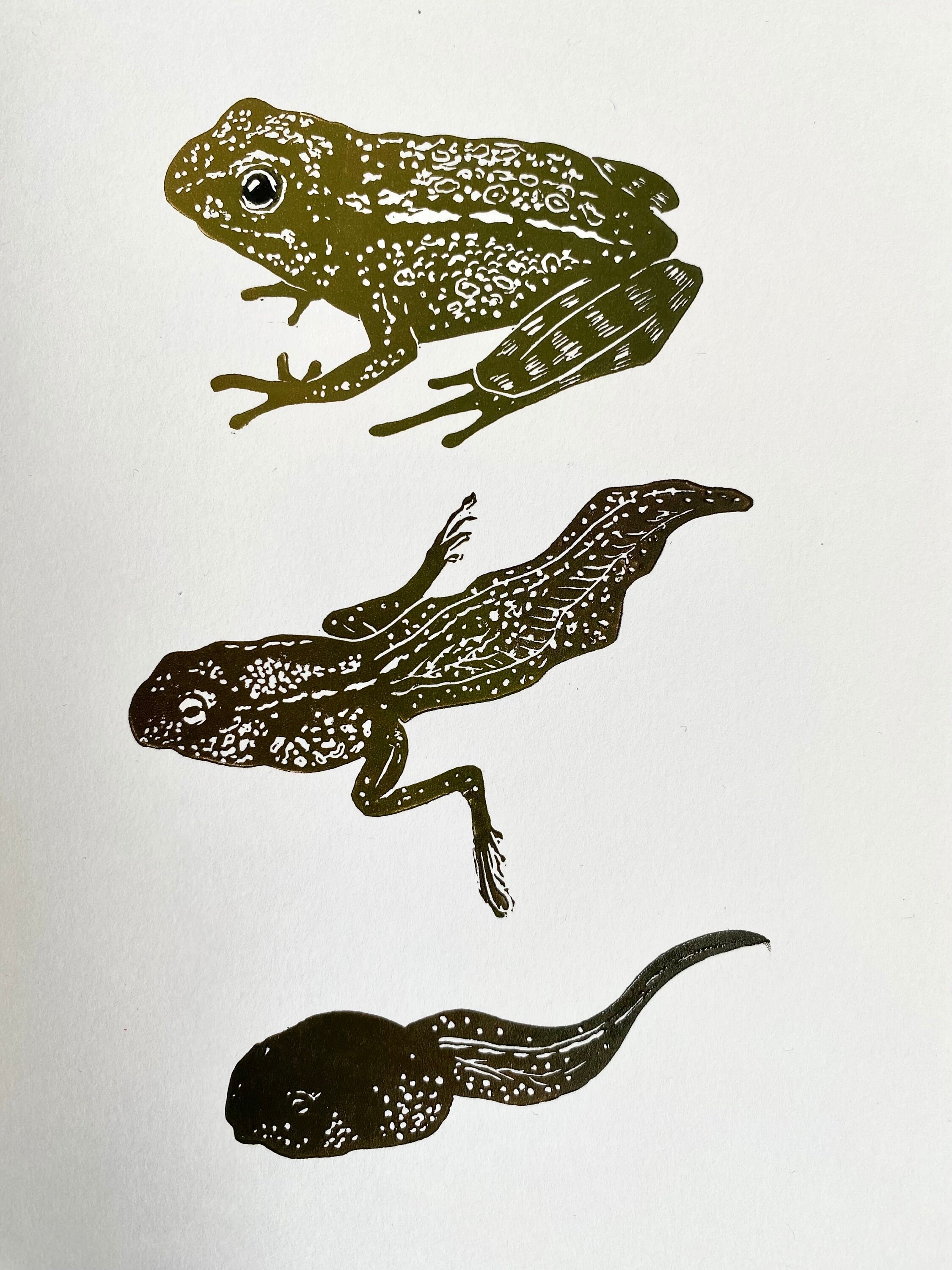 Frog Linocut Print-tadpole Print-frog Art-nature Print- Amphibian ...