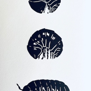 Woodlouse Linocut Print-Insect print-Pill Bug Print-Nature Art-Wall Decor-Wildlife Print-Handmade lino print image 4