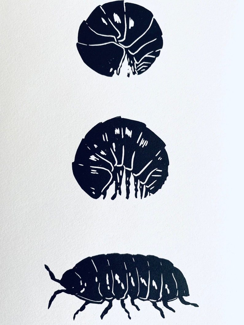 Woodlouse Linocut Print-Insect print-Pill Bug Print-Nature Art-Wall Decor-Wildlife Print-Handmade lino print image 4