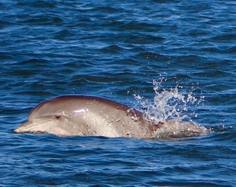 May include: A dolphin swims in blue ocean water, with a splash of water visible. The dolphin's body is a light gray color, and the water is a deep blue. The image includes the text "Julie Easton PHOTOGRAPHY".