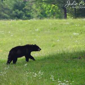 Bear in Great Smoky Mountains