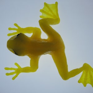 Frog sculpture - limited to 100 - signed