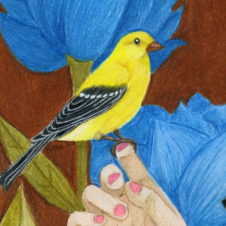 May include: A colored pencil drawing of a bright yellow bird with black and white wing markings perched on a finger. The bird is positioned in front of large, vibrant blue flower petals against a solid dark brown background, rendered in a textured style.