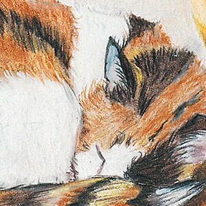 May include: A close-up of a sleeping cat with brown, white and black fur. The cat's ear is visible, and its fur is soft and fluffy.