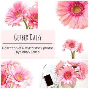 Styled Daisy Stock Photo Bundle, 6 Stock Photos of Pink Gerber Daisy, Pink Floral Stock Photos, Pink Instagram Flower, Daisy Stock Photos
