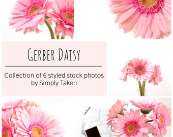 Styled Daisy Stock Photo Bundle, 6 Stock Photos of Pink Gerber Daisy, Pink Floral Stock Photos, Pink Instagram Flower, Daisy Stock Photos