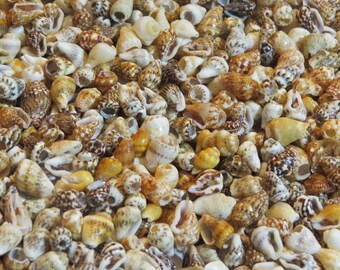 6 Drilled Spiral Sea Shell charms Seashells Beach Cottage Decor Nautical NSS001