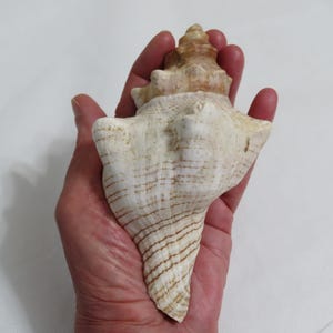 Gestreepte schelphoornschelp: pleuroplocatrapezium, stranddecor