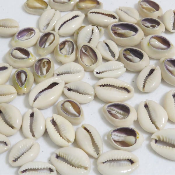 30 Cut cowrie shells, Cowrie shell charms, 15 - 23 mm Cowrie shell beads