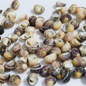 Könnte beinhalten: Eine Ansammlung kleiner Muscheln in verschiedenen Farben, darunter Creme, Beige, Braun und Lila. Die Muscheln haben eine Spiralform und sind auf einer weißen Oberfläche verstreut. Einige Muscheln haben dunkle Flecken.