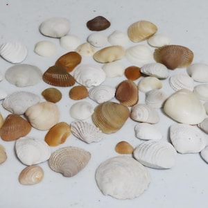 50 beige bis weiße Muscheln, Großes Lot Muscheln, Strand Dekor 15 - 30 mm