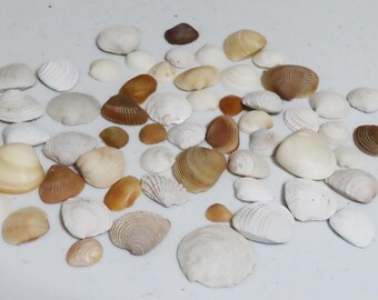 大きめの白い貝殻 5枚 本物のホタテ貝 ちょこっと大きめ♪- 手作り雑貨屋 * 雑貨好き