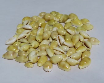 55 Yellow inside hole cowrie shells,  cowrie Shells for crafts or jewelry,, Coastal Home Decor, Beach Decor