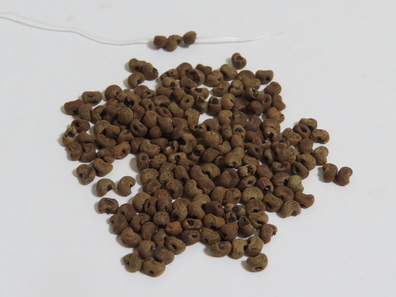 Rare Drilled Musk Ambrette seeds Dried Ambrette Seed beads. image 1