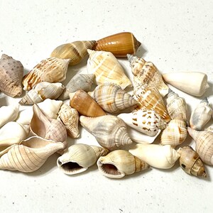Könnte beinhalten: Eine Sammlung verschiedener Muscheln in Weiß-, Beige- und Brauntönen. Die Muscheln variieren in Größe und Form, einige mit gestreiften Mustern und andere mit glatten Oberflächen. Die Anordnung ist auf einem weißen Hintergrund verstreut.