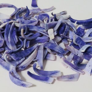 May include: A pile of purple and white seashells, some are curved and some are flat.