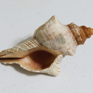 May include: A large, white seashell with brown stripes and a pointed tip. The shell is open, revealing the inside, which is a lighter shade of brown.