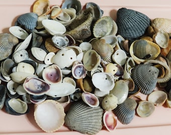 Very large lot craft seashells almost one pound