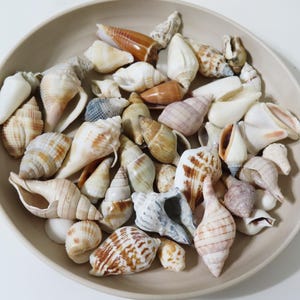 May include: A collection of various sea shells in a light beige bowl. The shells feature diverse shapes, sizes, and textures, displaying natural colour variations including white, cream, tan, brown, and grey, with some showing striped or spotted patterns.