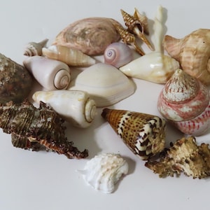May include: A collection of various seashells in diverse shapes, sizes, and textures. The assortment includes smooth white cone shells, a textured brown murex, a spotted cone shell, and a large tan spiral shell with a rough, ridged surface.