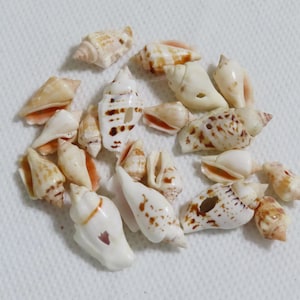Drilled Conch Sea Shell Beads: Large Natural Pendants (16-28mm, 15pc Lot)