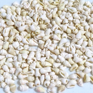 Top Drilled White Nassa Shell Beads: Creamy Spiral Seashells, 7-10mm