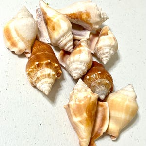 May include: A selection of seashells in shades of beige, brown, and cream. The shells are of different sizes and shapes, including spiral and conical forms. Some shells have a shiny surface, while others have a textured appearance.